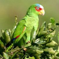 白頂亞馬遜鸚鵡