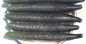 園豐黃瓜2號 園豐黃瓜2號