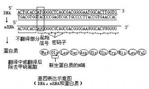 基因表現示意圖