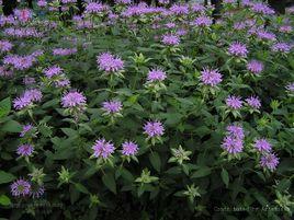 擬美國薄荷 擬美國薄荷