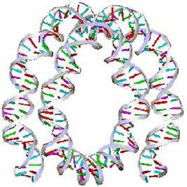 Zuc蛋白質 Zuc蛋白質