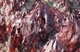 紅毛菜科 紅毛菜科