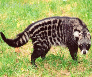 非洲靈貓 非洲靈貓