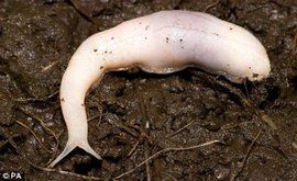 幽靈蛞蝓 幽靈蛞蝓