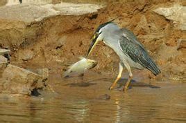 綠鷺馬達加斯加亞種 綠鷺馬達加斯加亞種