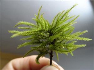 中華附乾蘚 中華附乾蘚