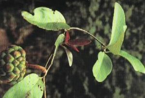 黑老虎根 黑老虎根