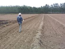 二甲戊靈用於水稻