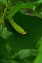 山黃瓜 好吃的藥