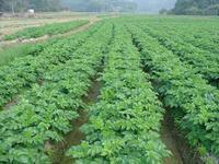 鐵沙蓋鎮 鐵沙蓋鎮