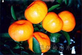 麻陽柑桔 麻陽柑桔
