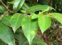 黃毛冬青 黃毛冬青