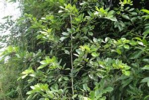 兩粵黃檀 兩粵黃檀