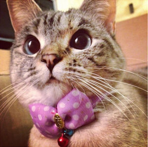 大眼對眼的喵星人圖片