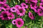 非洲萬壽菊