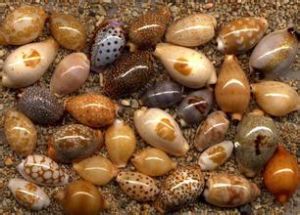 瑪利亞寶螺 瑪利亞寶螺