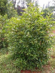 球花含笑 球花含笑