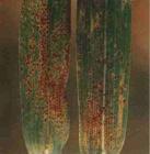 小麥葉鏽病 小麥葉鏽病