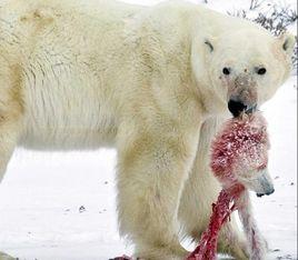 同類相食 同類相食