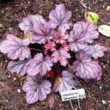紅花礬根 紅花礬根