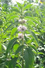 澤蘭及植物來源