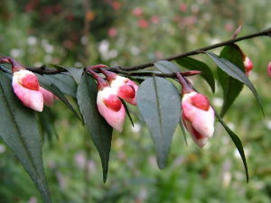 縉雲山茶 縉雲山茶