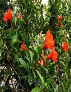 郁李仁─長梗郁李 郁李仁─長梗郁李