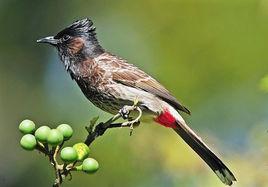 黑喉紅臀鵯 黑喉紅臀鵯