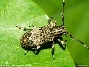茶深山天牛 茶深山天牛