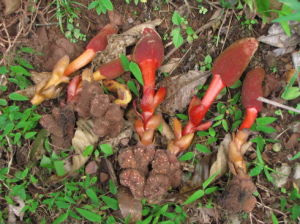 思茅蛇菰 思茅蛇菰