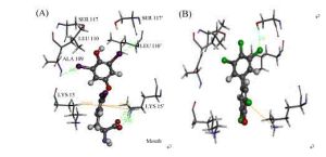 結合甲狀腺素球蛋白 結合甲狀腺素球蛋白