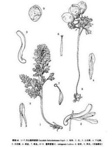 囊果紫堇 囊果紫堇