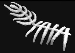 葉足動物 葉足動物