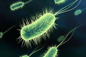 呂宋馬杜拉放線菌 呂宋馬杜拉放線菌