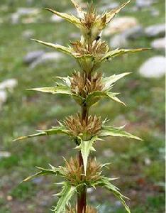 紅花刺參 紅花刺參