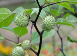 曼陀羅子 曼陀羅子