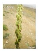 毛穗賴草 毛穗賴草