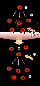 克隆選擇 克隆選擇