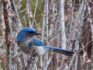 西叢鴉指名亞種 西叢鴉指名亞種