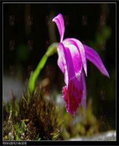 四川獨蒜蘭 四川獨蒜蘭