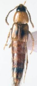 凸背毛須隱翅蟲 凸背毛須隱翅蟲