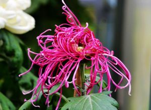 紫霞萬縷 紫霞萬縷