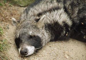大斑靈貓 大斑靈貓