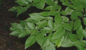 細齒鵝耳櫪 細齒鵝耳櫪