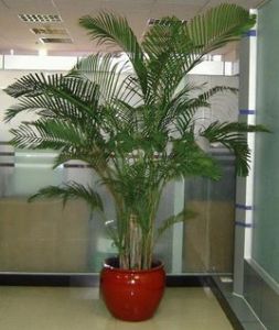 馬達加斯加巨型散尾葵