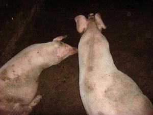 柳樹塘自然村-生豬養殖