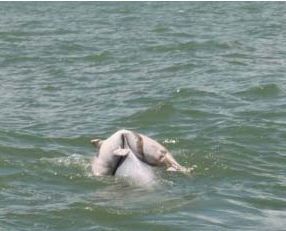 海豚背亡子 海豚背亡子