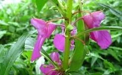 總狀鳳仙花(原變種) 總狀鳳仙花(原變種)