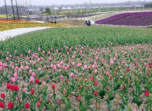 九龍四季花田 九龍四季花田