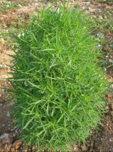 地膚子草 地膚子草